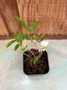 Dendrobium goldschmidtianum
