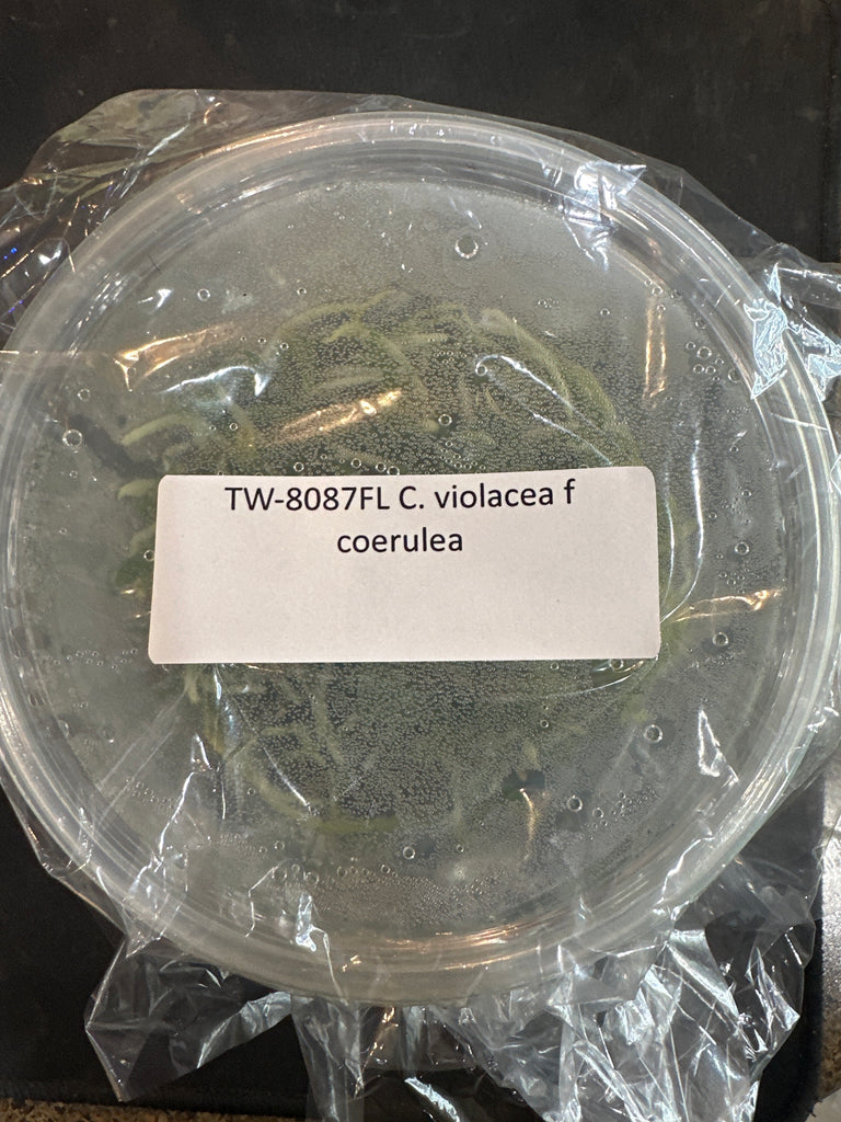 C. violacea f coerulea