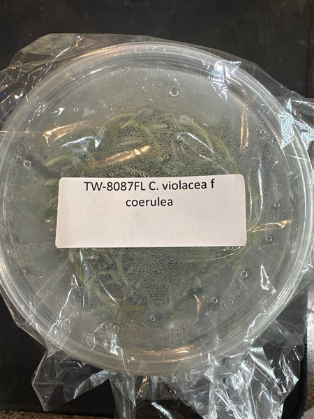 C. violacea f coerulea
