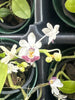 Phalaenopsis parishii