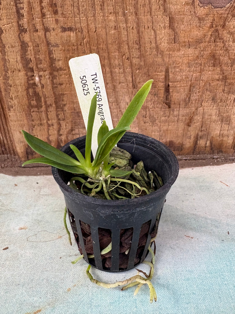 Angraecum ochraceum