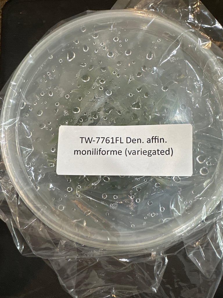 Flask Den affin moniliforme (variegated)