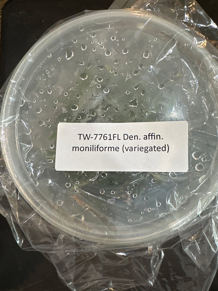 Flask Den affin moniliforme (variegated)