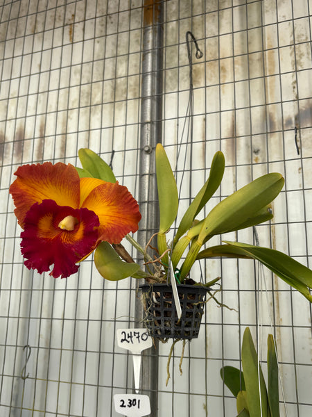 Rlc. Nakornchaisri Delight #2