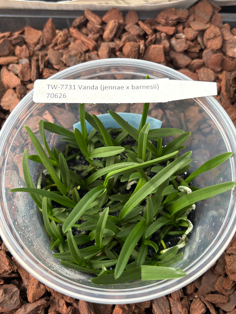 FLASK Vanda (jennae x barnesii)