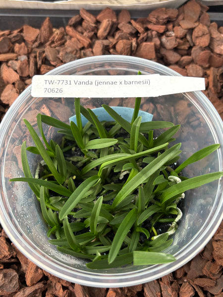 FLASK Vanda (jennae x barnesii)
