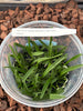 FLASK Vanda (jennae x barnesii)