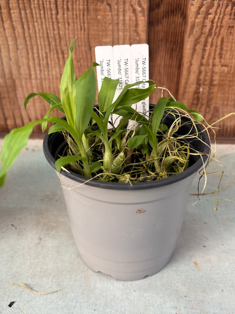 COMPOT- Catasetum gladiatorum ‘Jumbo’