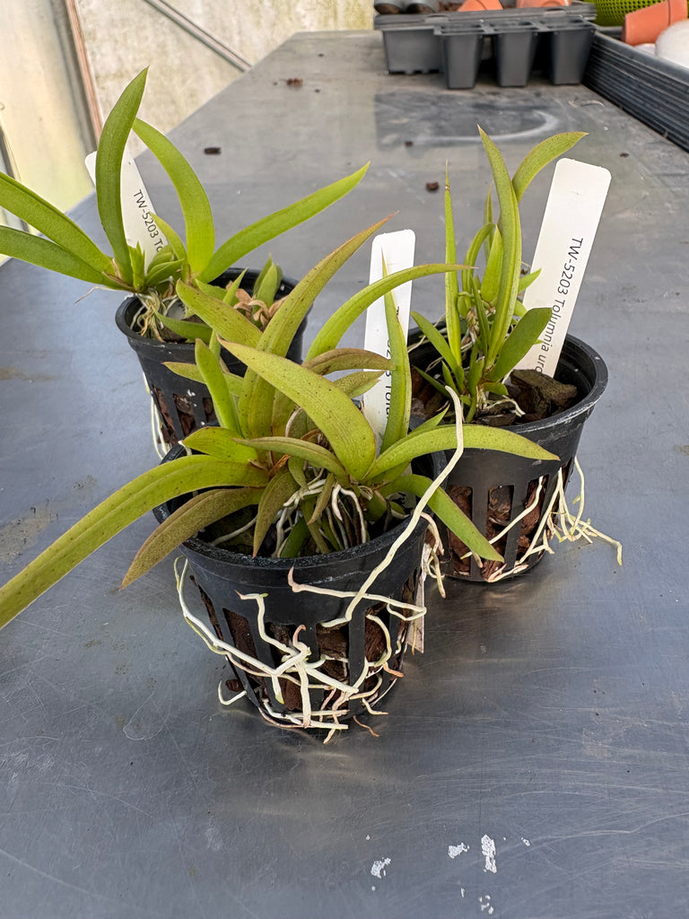 Tolumnia urophylla