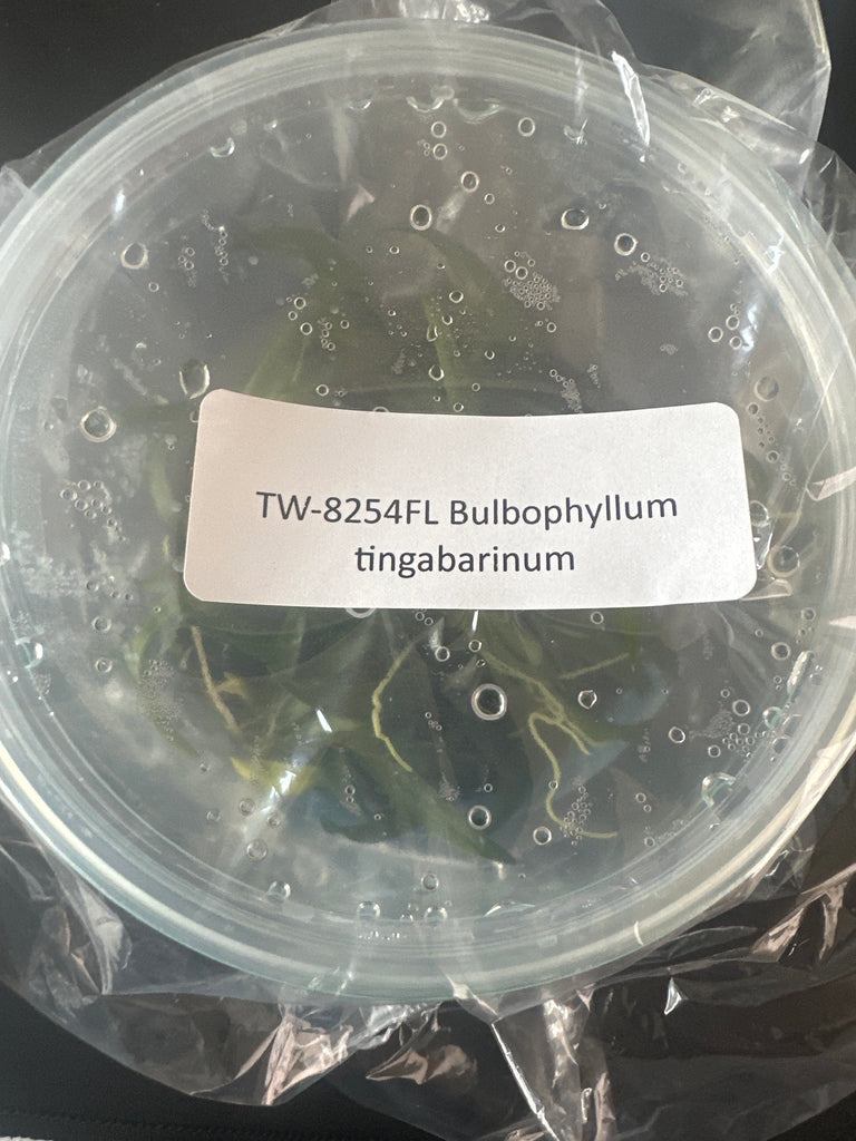 FLASK Bulbophyllum tingabarinum