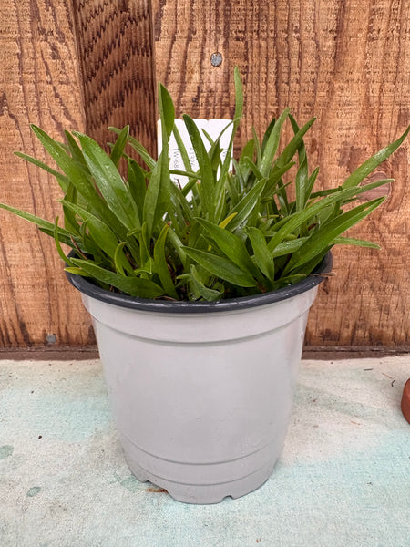 COMPOT Jumellea arachnantha