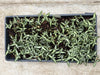 Aspidogyne argentea JEWEL Community Tray
