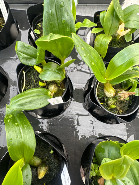 Den. lavifolium aureum
