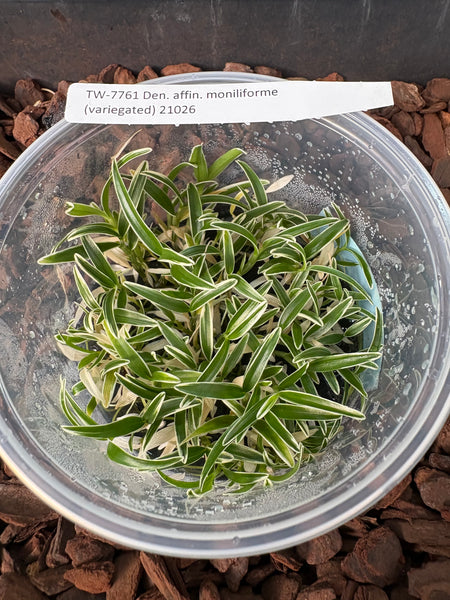 Flask Den affin moniliforme (variegated)