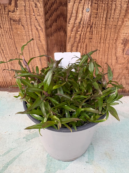 COMPOT—Den. maccarthiae