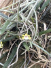 Taeniophyllum biocellatun var hainan