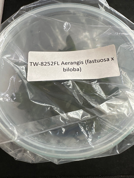 FLASK Aerangis (fastuosa x biloba)