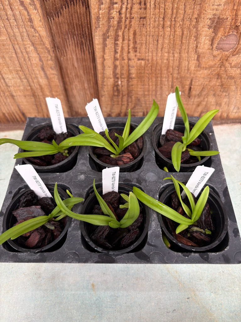 Vanda hennisiana 6 pack