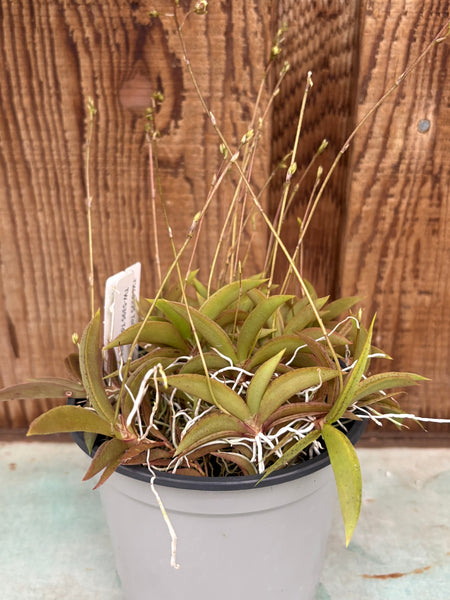 COMPOT Tolumnia variegata