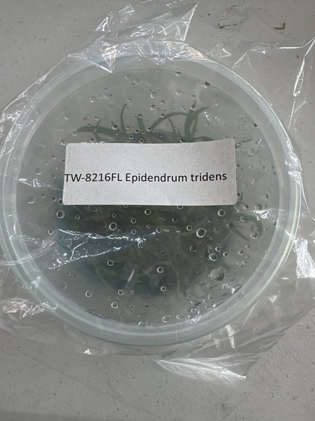 FLASK Epidendrum tridens