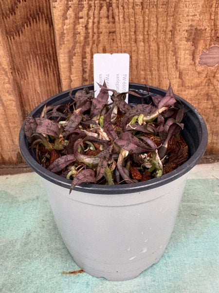 Oeceoclades roseo-variegata COMPOT