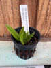 Bulbophyllum fascinator fma. aba