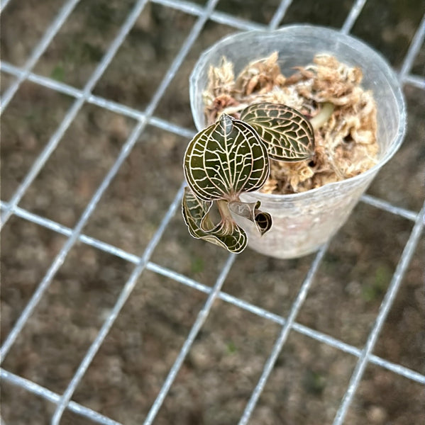 JEWEL ORCHID — Anoectochilus albolineatus