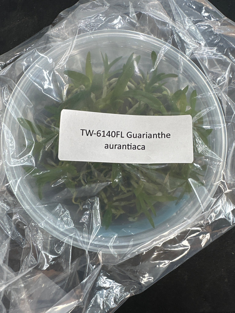 Flask Guarianthe aurantiaca