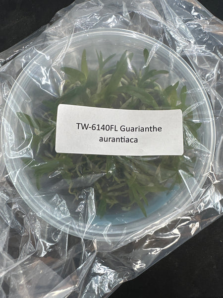 Flask Guarianthe aurantiaca