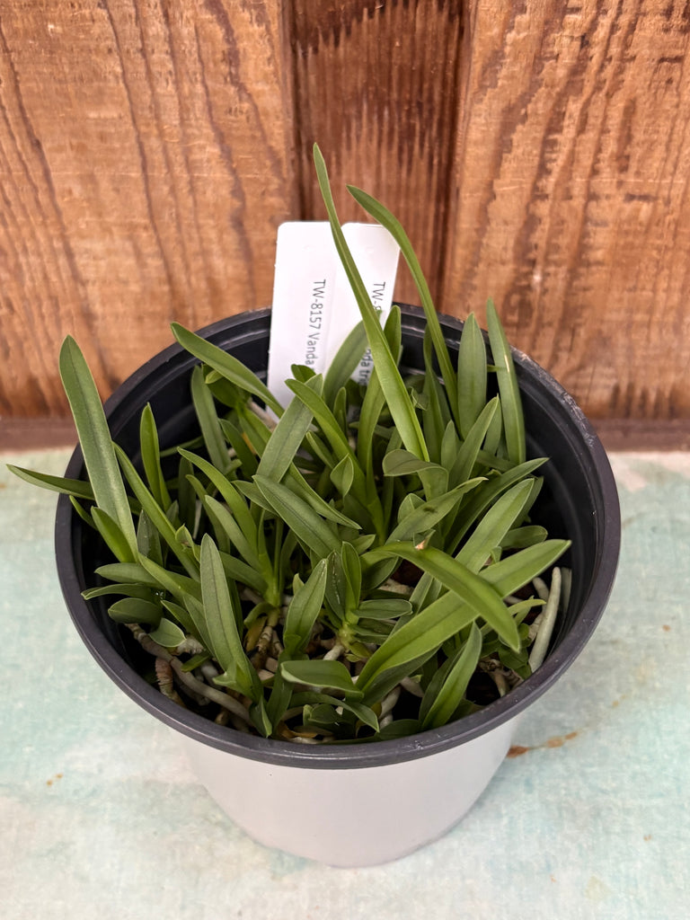 COMPOT Vanda tricolor