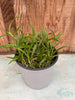 COMPOT Epidendrum schumannianum
