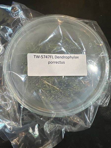 Flask Dendrophylax porrectus