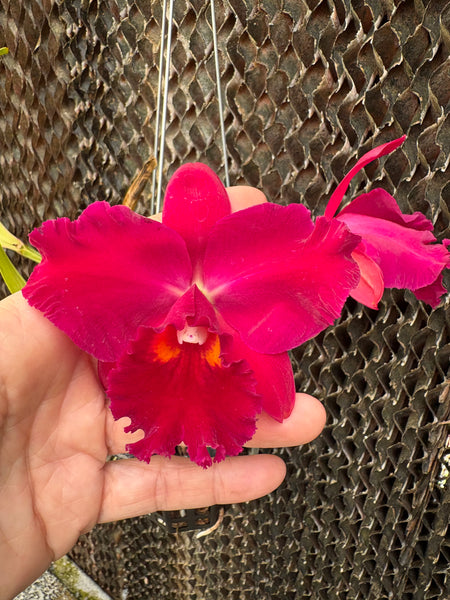 Rlc. Hsinyeah Scarlet ‘Cherry’
