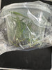 C. percivaliana f coerulea