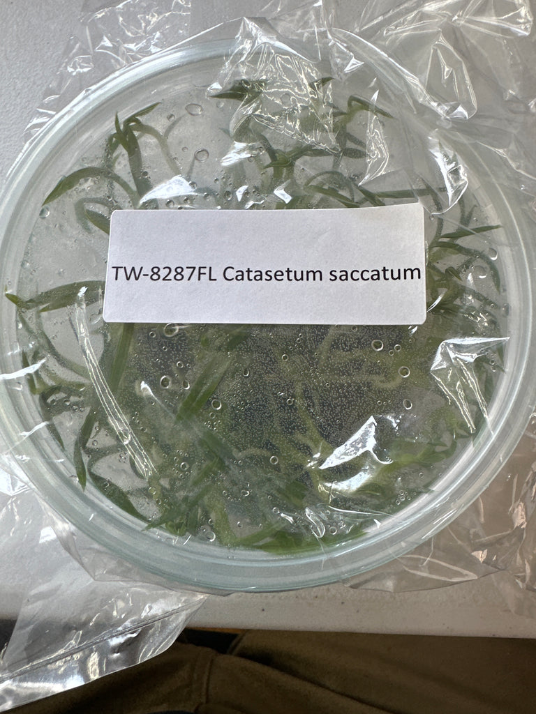 FLASK Catasetum saccatum