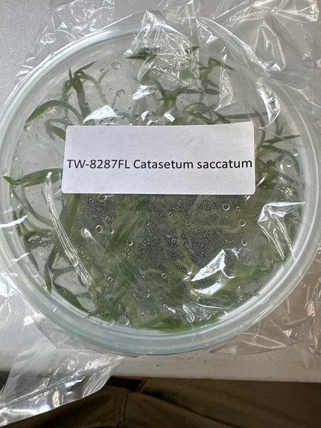 FLASK Catasetum saccatum
