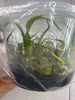 FLASK Coelogyne brunnea