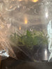 FLASK Angraecum alleizetei