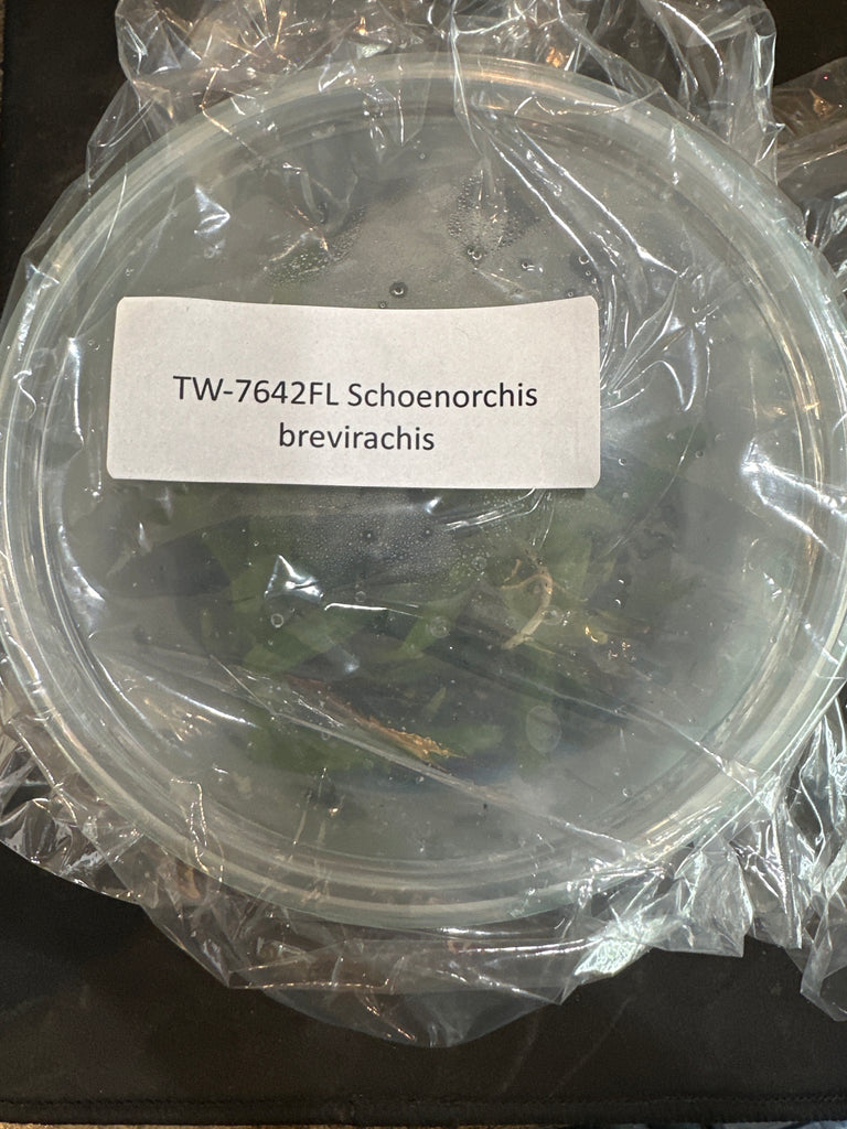 Flask Schoenorchis brevirachis