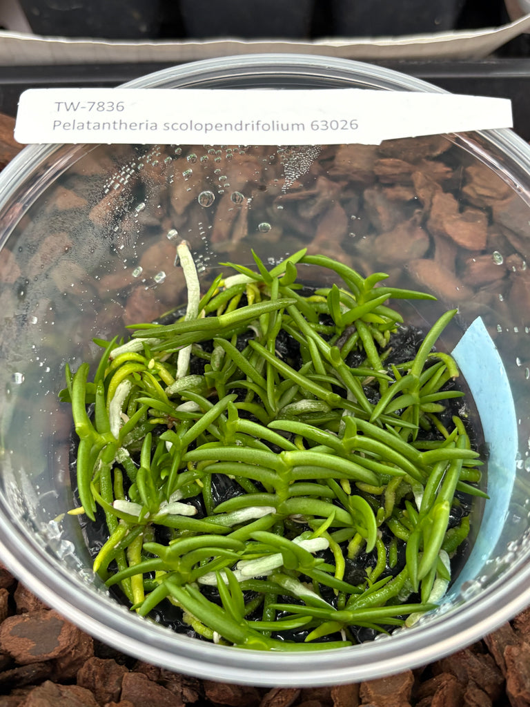 Flask Pelatantheria scolopendrifolium