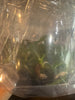 FLASK Euryblema andreae