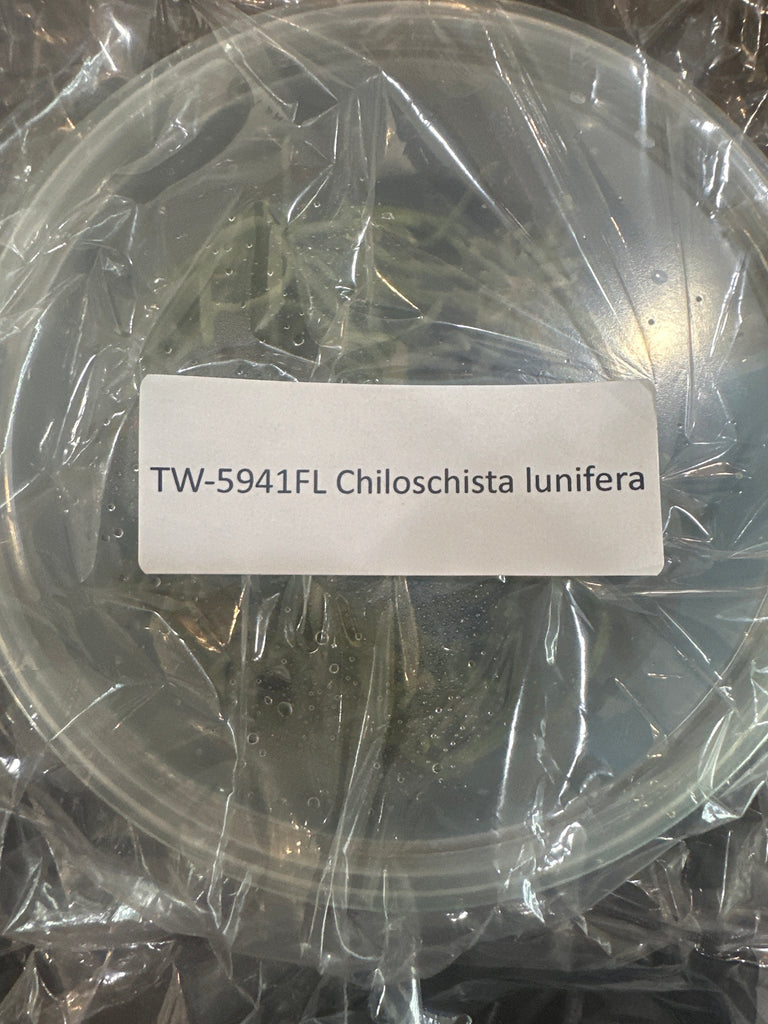 FLASK Chiloschista lunifera