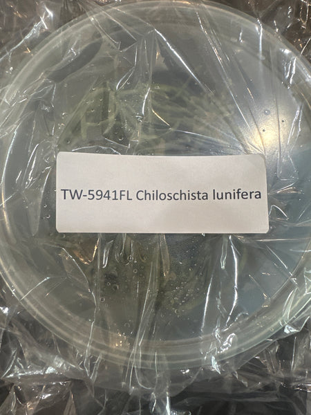 FLASK Chiloschista lunifera