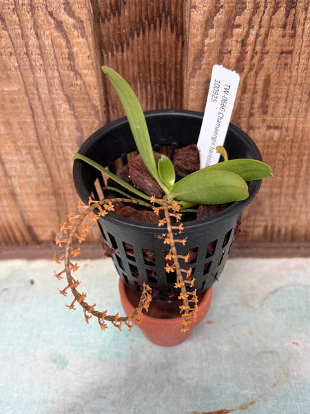 Chamaengis hariotiana