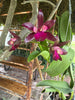 Ctt. Sagarik Wax