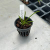Cleisostomopsis eberhardtii 6 Pack
