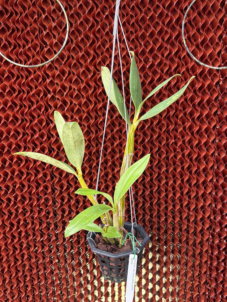 Dendrobium spectabile