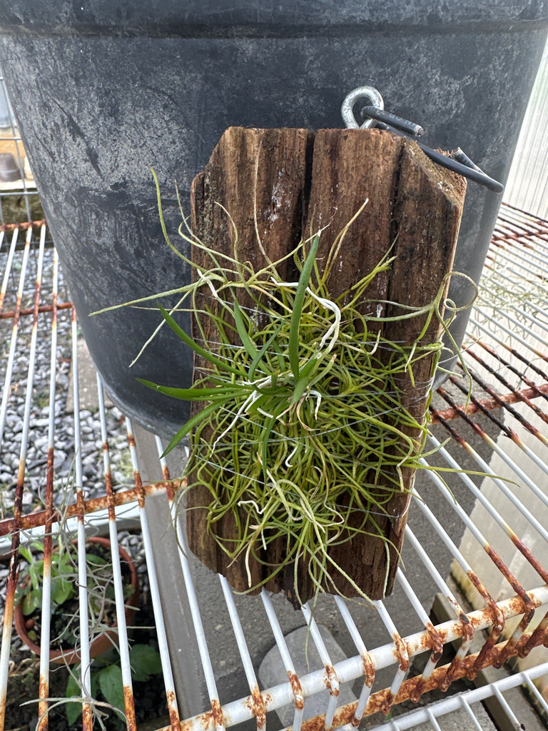 Hispaniella henekenii x Tol. calochila