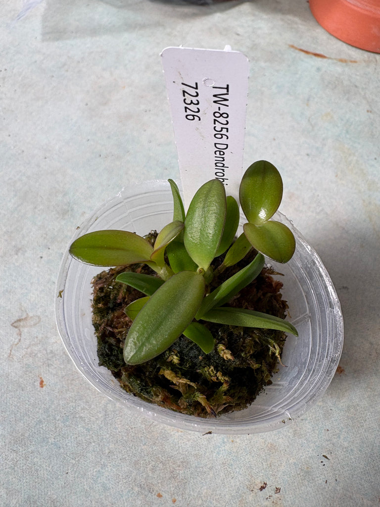 Dendrobium pachyphyllum