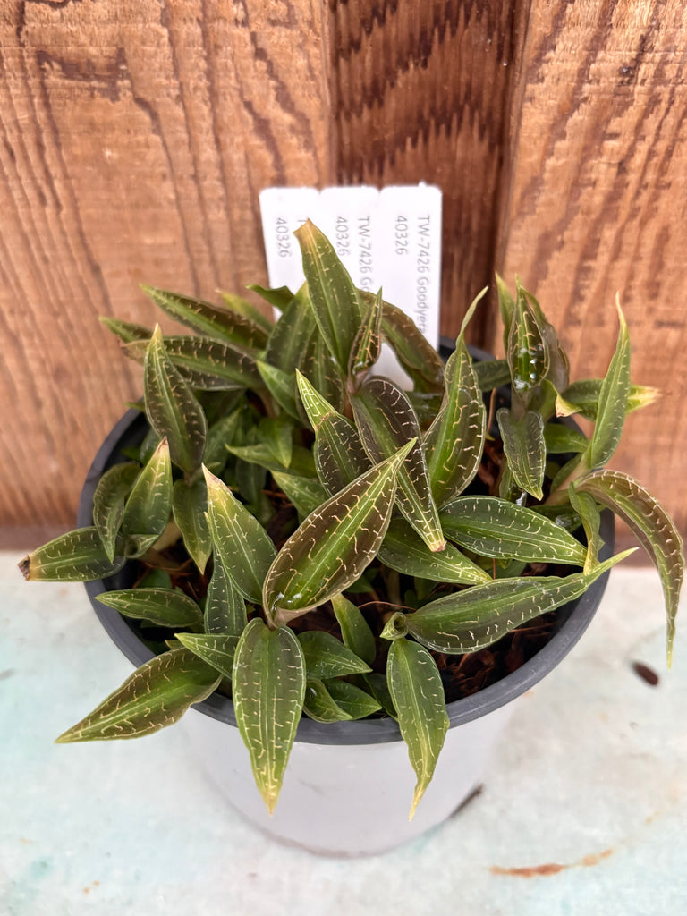 COMPOT Goodyera malipoensis JEWEL